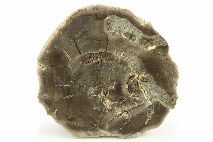Polished Cretaceous Petrified Wood Round - Texas #284308